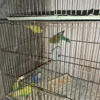 مرغ عشق|پرنده|مشگین شهر, |دیوار