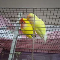 طوطی برزیلی صورت هلویی