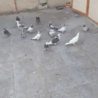 باسلام تعداد ۶۰ کبوتر