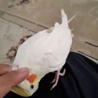 عروس هلندی نر لوتینو 9 ماهه