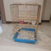 قفس پرنده، عروس هلندی و مرغ مینا