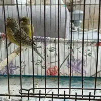 جفت قناری معاوضه