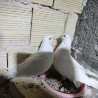 کبوتر شهرستان رسید۸۰تومن|پرنده|یزد, |دیوار