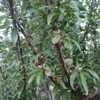 باغ بادام پوست کاغذی دولت آباد صحنه آبیاری قطره ای|فروش دفتر صنعتی، کشاورزی، تجاری|صحنه, |دیوار