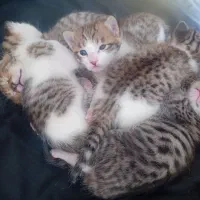 بچه گربه ۱ ماهه با مادر