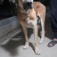 سگ سرابی