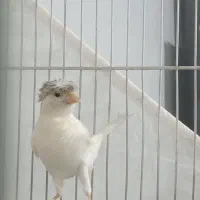 قناری نر و ماده