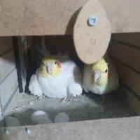 جفت عروس هلندی لوتینو با تخم.