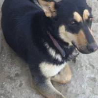 ماده ۳ ساله دوبرمن .توافقی.|سگ|اصفهان, بهارستان|دیوار