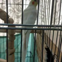 طوطی عروس مولد سخنگو خانگی،معاوضه|پرنده|کرج, باغستان|دیوار