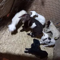 بره شیری|حیوانات مزرعه|کرمانشاه, |دیوار