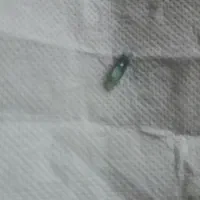 عدسی الماسی دوربین