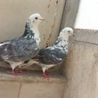 کبوتر پشت هما پاچکمه و پشت دار سنگی و کله  دار