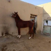 نریان عرب|اسب و تجهیزات اسب‌سواری|رباط‌کریم, رباط‌کریم|دیوار