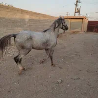 فروش نریون عرب