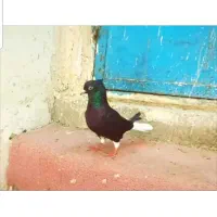 اشعل