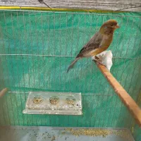 قناری نرسبز بخون|پرنده|کرمان, |دیوار