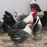 مرغ و خروس تزئینی