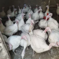 بوقلمون گوشتی|حیوانات مزرعه|قائن, |دیوار