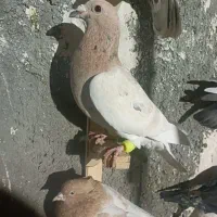 سار و سینه مقبول|پرنده|مشهد, تلگرد|دیوار