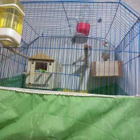 فنج|پرنده|خرمشهر, |دیوار