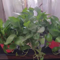 گل پتوس گندمی و کاکتوس