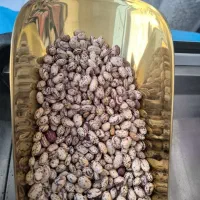 لوبیا چیتی امساله به قیمت عمده