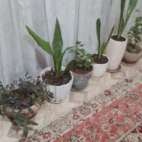 ۶  عدد گلدان بزرگ آپارتمانی با گلهای طبیعی و زیبا|گل و گیاه طبیعی|تهران, حکیمیه|دیوار
