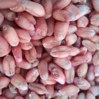 بذر گندم بوجاری شده