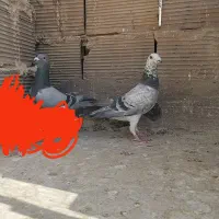 پلاکی|پرنده|قرچک, امین آباد|دیوار