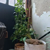 گل و گلدان|گل و گیاه طبیعی|رشت, حمیدیان|دیوار