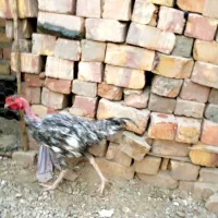 خروس گردن لخت