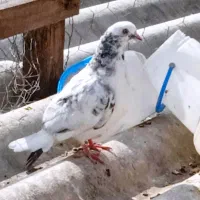 کبوتر|پرنده|رشت, جانبازان|دیوار