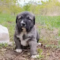 توله*سگ*سرابی*اصیل