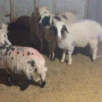 بره و کره دونه ای 12ملیون|حیوانات مزرعه|کرمان, |دیوار