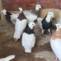 طوقی و شهری|پرنده|شیراز, فخرآباد (دروازه کازرون)|دیوار