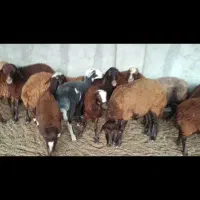 فروش  85راس میش