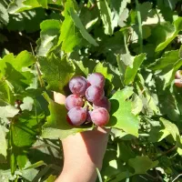 باغ انگور و میوه|فروش زمین و ملک کلنگی|زنده رود, |دیوار