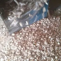 حبه کردن سیر با دستگاه نانو(پلار سیر حبه سیر دانه)