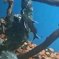 پتریکولا، لوچ، کت بامبل، گورامی، کت گارا