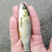 ماهی|ماهی|سبزوار, رباط|دیوار