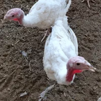 جوجه بوقلمون