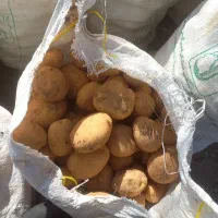 سیب‌زمینی‌سانتا