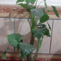 فروش میز تلویزیون|کلکسیون و سرگرمی|زابل, |دیوار