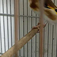 تعدادی سهره