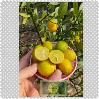 لیموترش لایم کوات