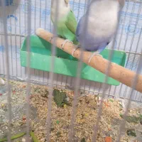 طوطی برزیلی مولد|پرنده|ارومیه, |دیوار