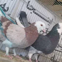 کفترتهرانی چندعددهم تیدی|پرنده|ورامین, خیر آباد|دیوار