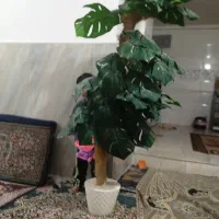 درخت تزیینی