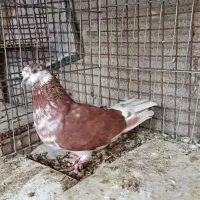 کبوتر پرشی|پرنده|بندرعباس, |دیوار